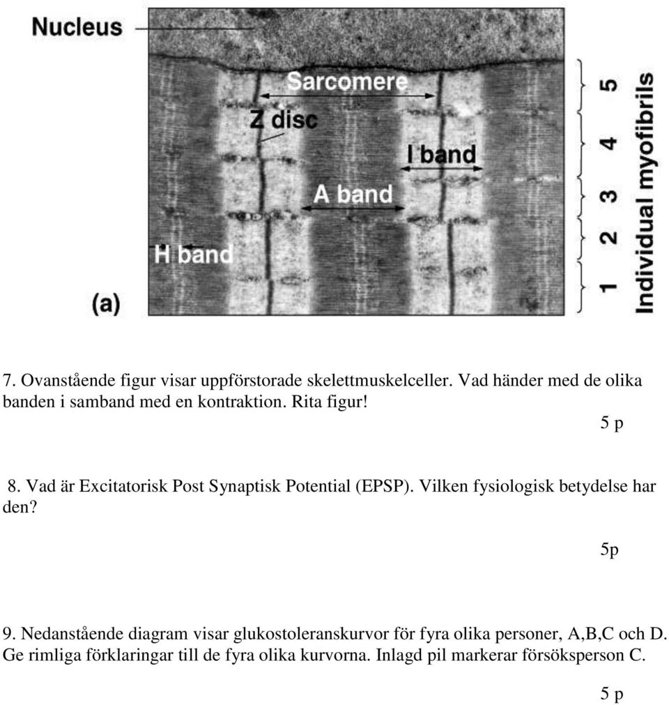 Vad är Excitatorisk Post Synaptisk Potential (EPSP). Vilken fysiologisk betydelse har den? 5p 9.