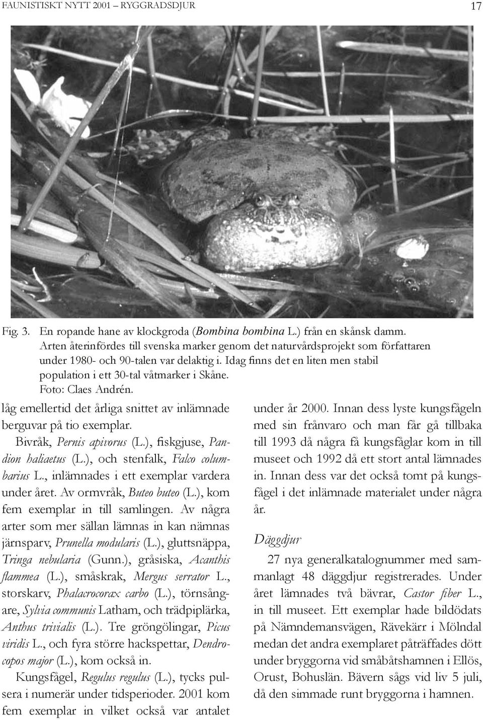 Idag finns det en liten men stabil population i ett 30-tal våtmarker i Skåne. Foto: Claes Andrén. låg emellertid det årliga snittet av inlämnade berguvar på tio exemplar. Bivråk, Pernis apivorus (L.
