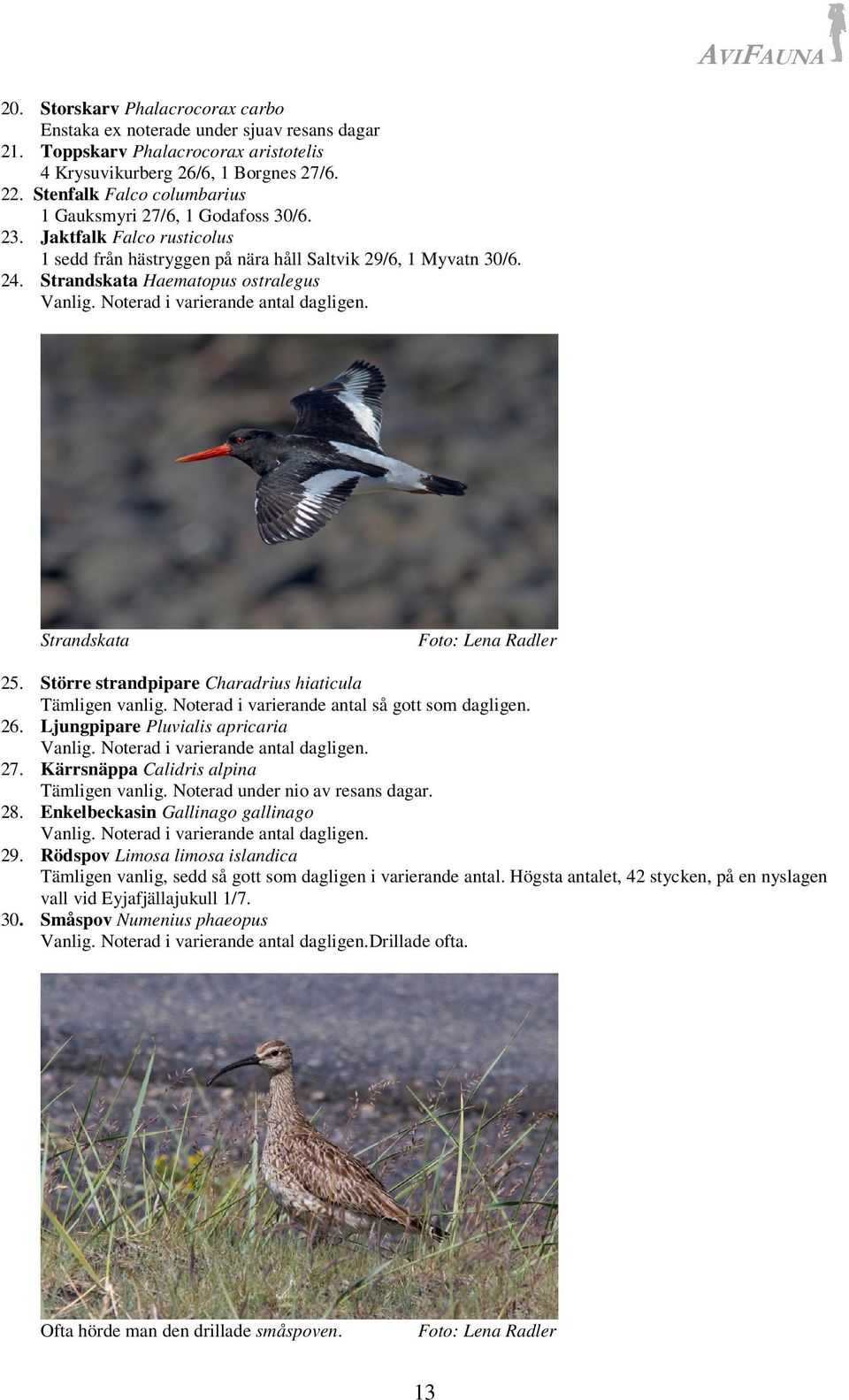 Strandskata Haematopus ostralegus Vanlig. Noterad i varierande antal dagligen. Strandskata Foto: Lena Radler 25. Större strandpipare Charadrius hiaticula Tämligen vanlig.