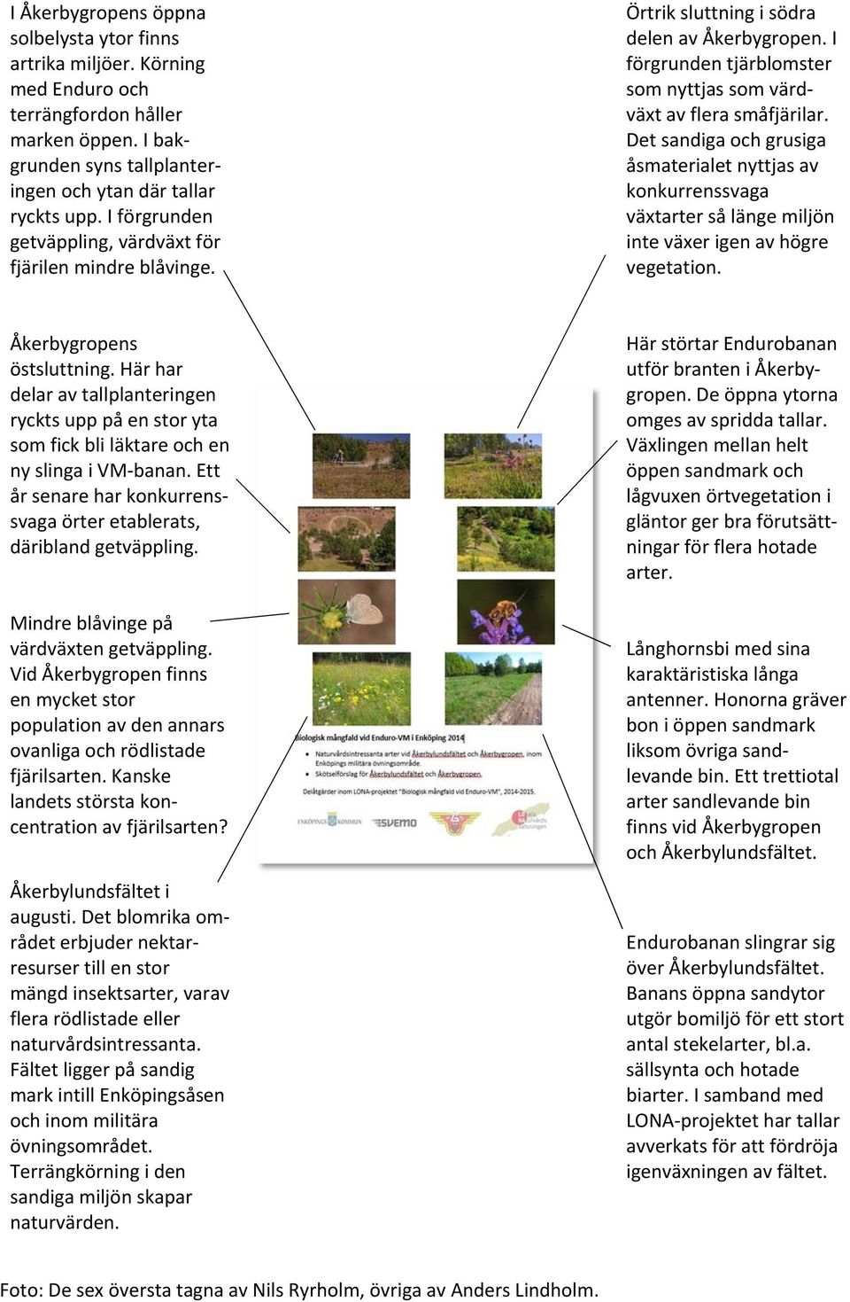 Det sandiga och grusiga åsmaterialet nyttjas av konkurrenssvaga växtarter så länge miljön inte växer igen av högre vegetation. Åkerbygropens östsluttning.