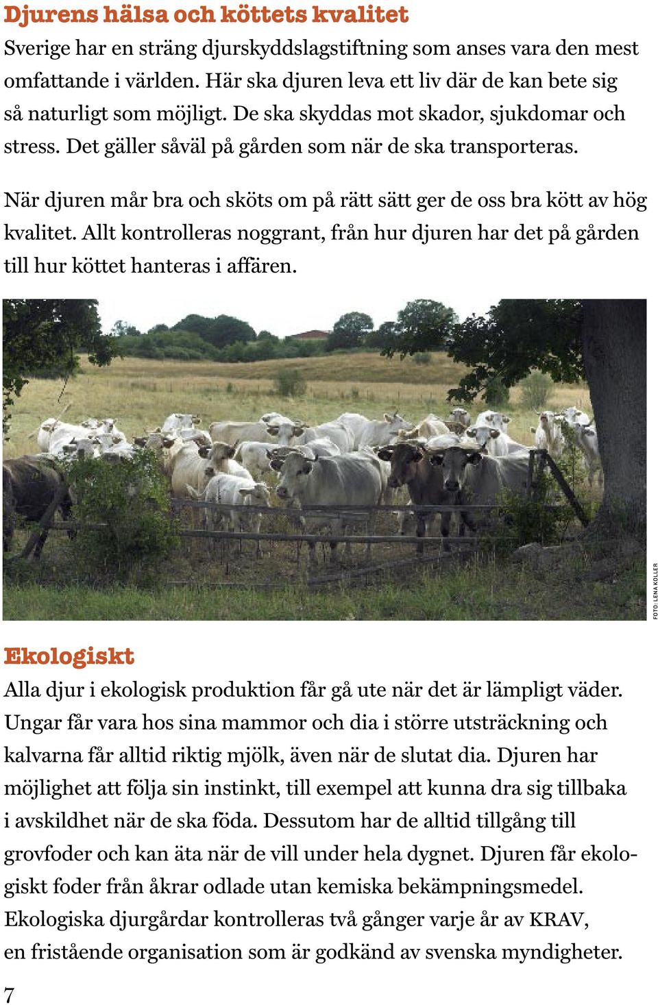 Allt kontrolleras noggrant, från hur djuren har det på gården till hur köttet hanteras i affären. FOTO: LENA KOLLER Ekologiskt Alla djur i ekologisk produktion får gå ute när det är lämpligt väder.