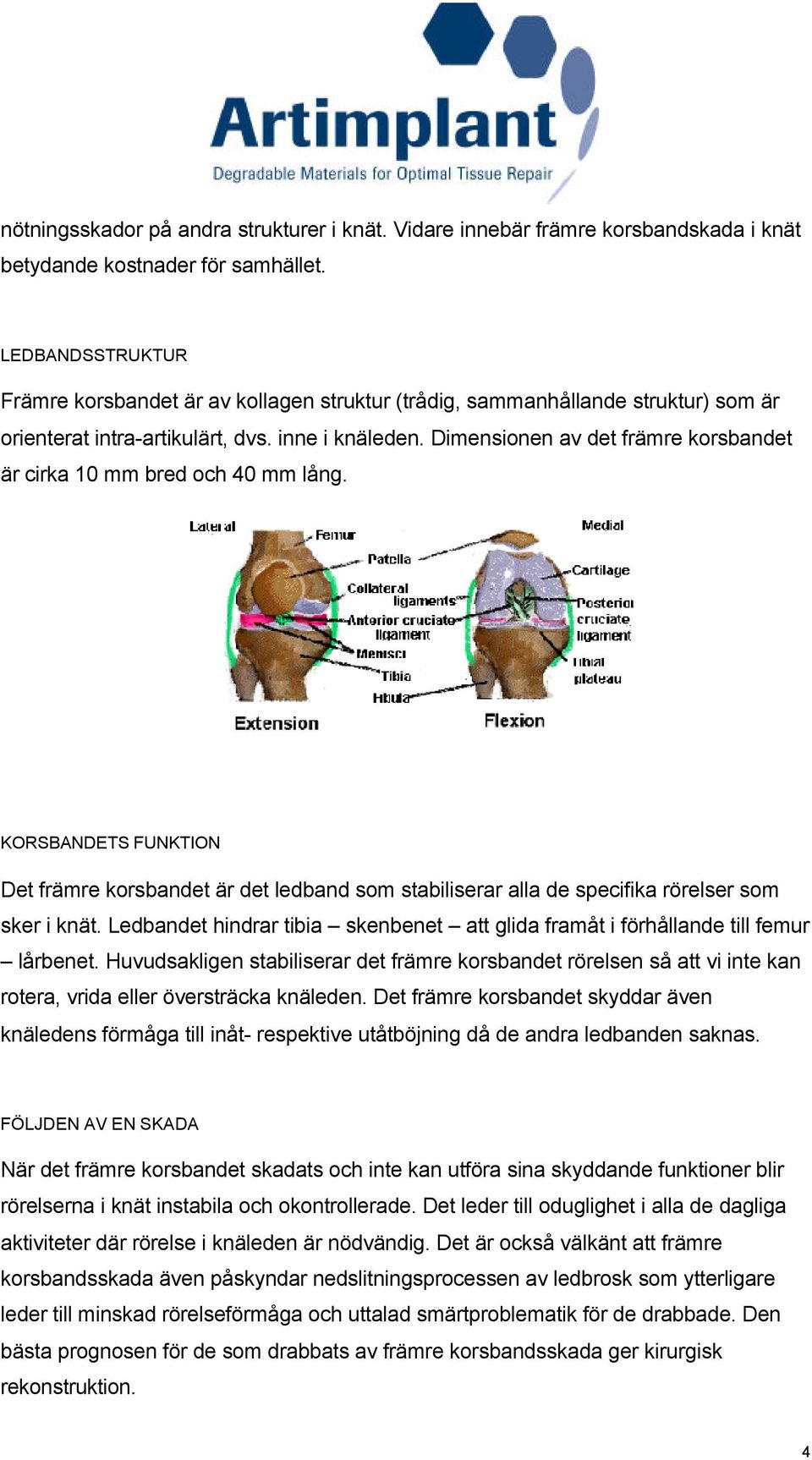 Dimensionen av det främre korsbandet är cirka 10 mm bred och 40 mm lång. KORSBANDETS FUNKTION Det främre korsbandet är det ledband som stabiliserar alla de specifika rörelser som sker i knät.