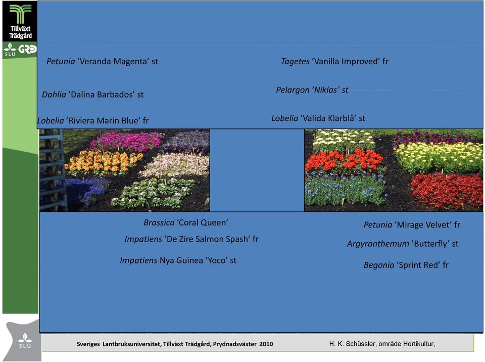 Queen Impatiens De Zire Salmon Spash fr Impatiens Nya Guinea Yoco st Petunia Mirage Velvet fr