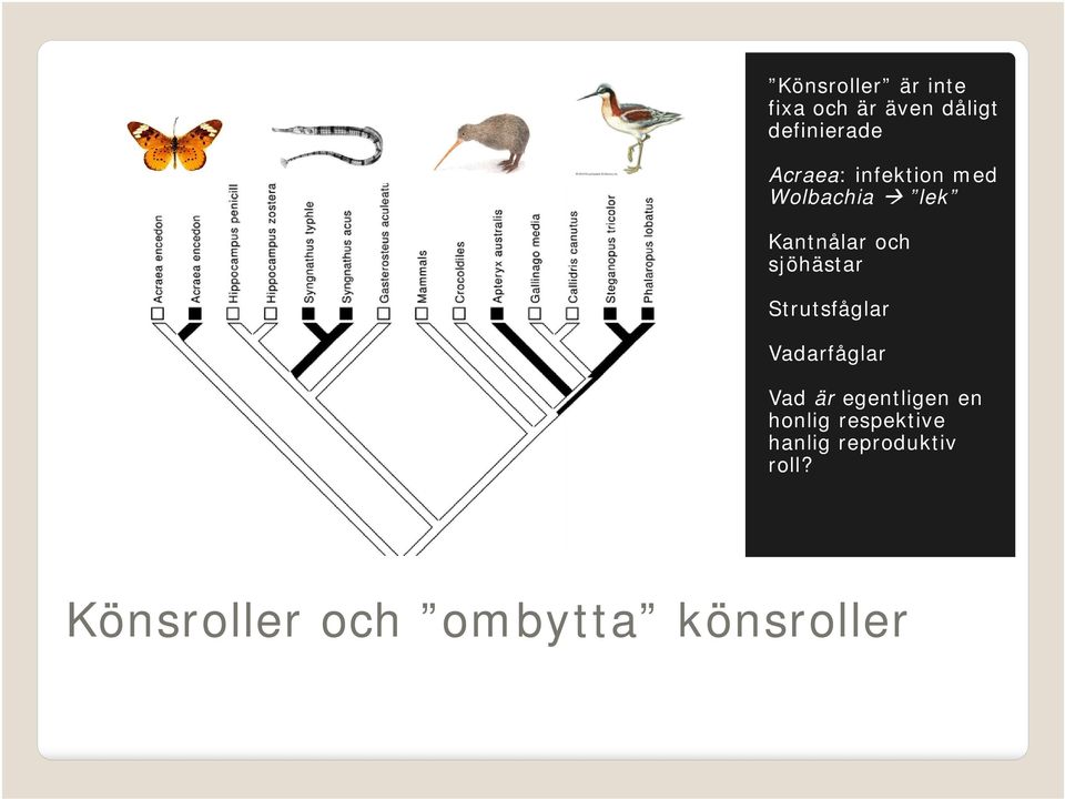 Strutsfåglar Vadarfåglar Vad är egentligen en honlig