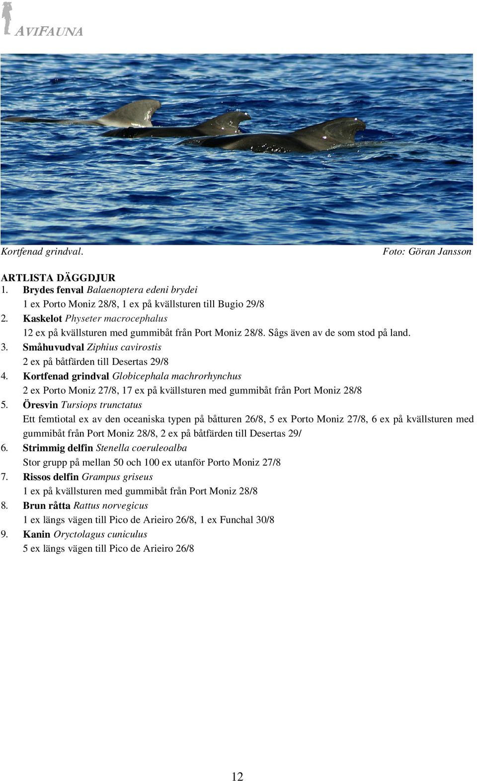 Kortfenad grindval Globicephala machrorhynchus 2 ex Porto Moniz 27/8, 17 ex på kvällsturen med gummibåt från Port Moniz 28/8 5.