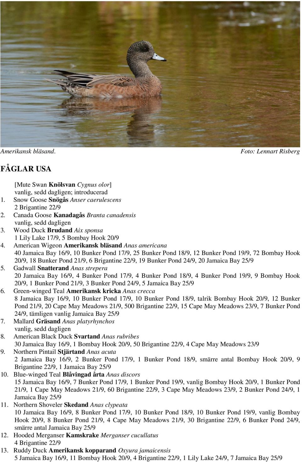 American Wigeon Amerikansk bläsand Anas americana 40 Jamaica Bay 16/9, 10 Bunker Pond 17/9, 25 Bunker Pond 18/9, 12 Bunker Pond 19/9, 72 Bombay Hook 20/9, 18 Bunker Pond 21/9, 6 Brigantine 22/9, 19