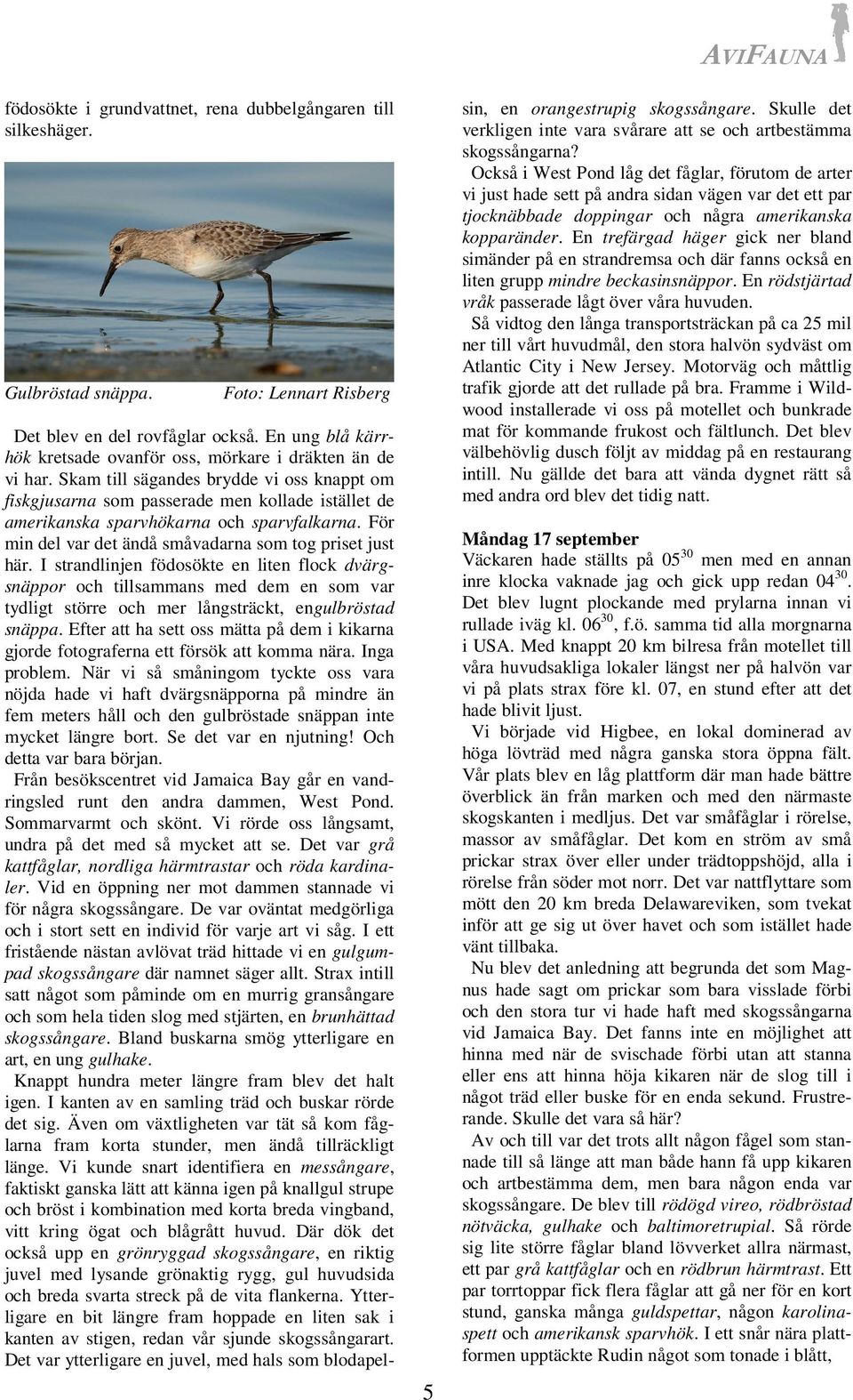 I strandlinjen födosökte en liten flock dvärgsnäppor och tillsammans med dem en som var tydligt större och mer långsträckt, engulbröstad snäppa.