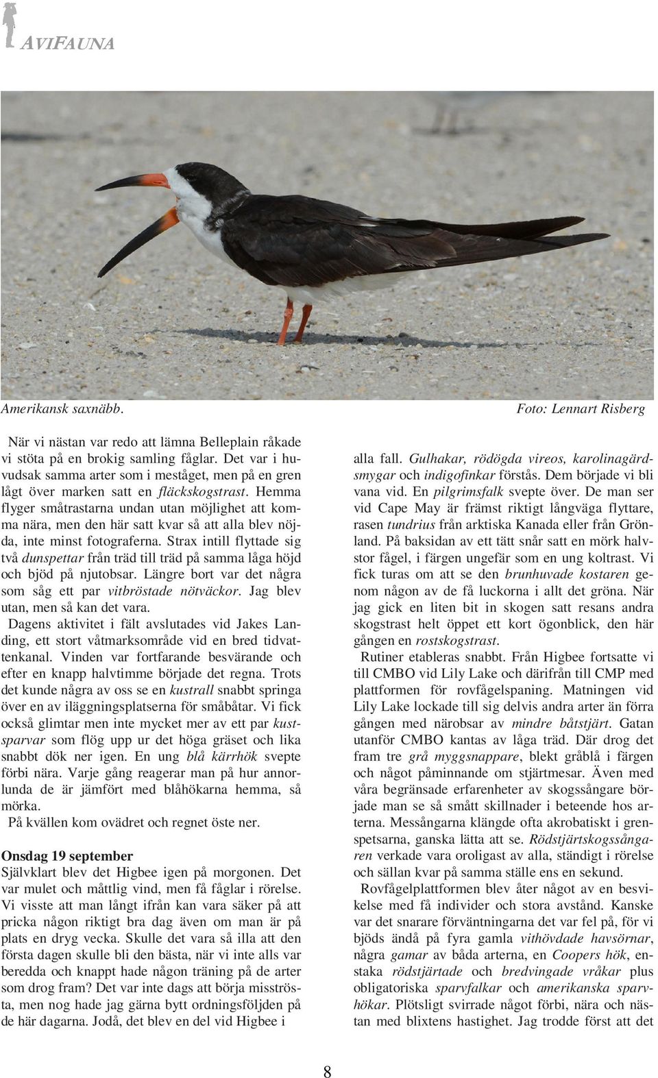 Hemma flyger småtrastarna undan utan möjlighet att komma nära, men den här satt kvar så att alla blev nöjda, inte minst fotograferna.