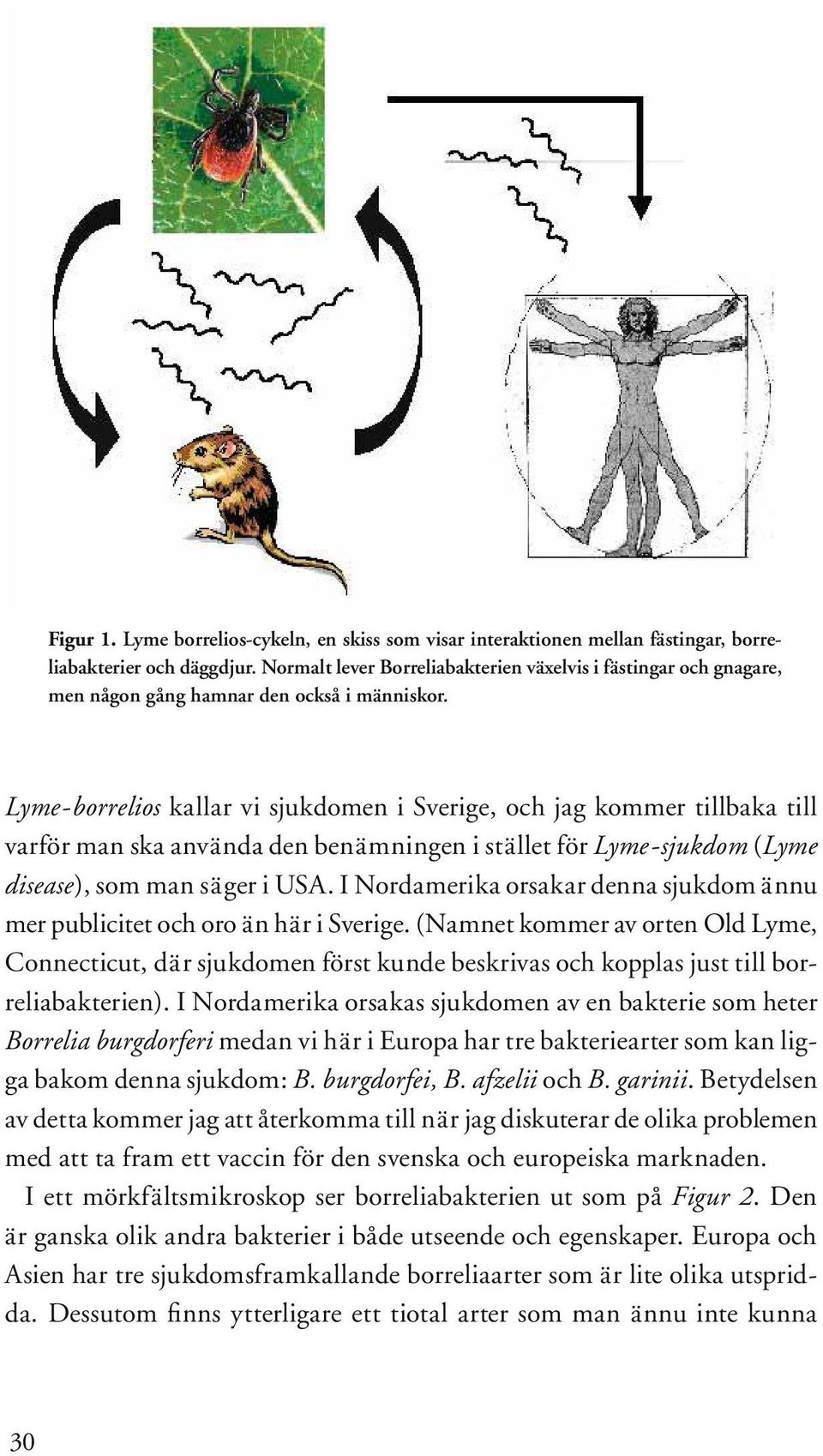 Lyme-borrelios kallar vi sjukdomen i Sverige, och jag kommer tillbaka till varför man ska använda den benämningen i stället för Lyme-sjukdom (Lyme disease), som man säger i USA.