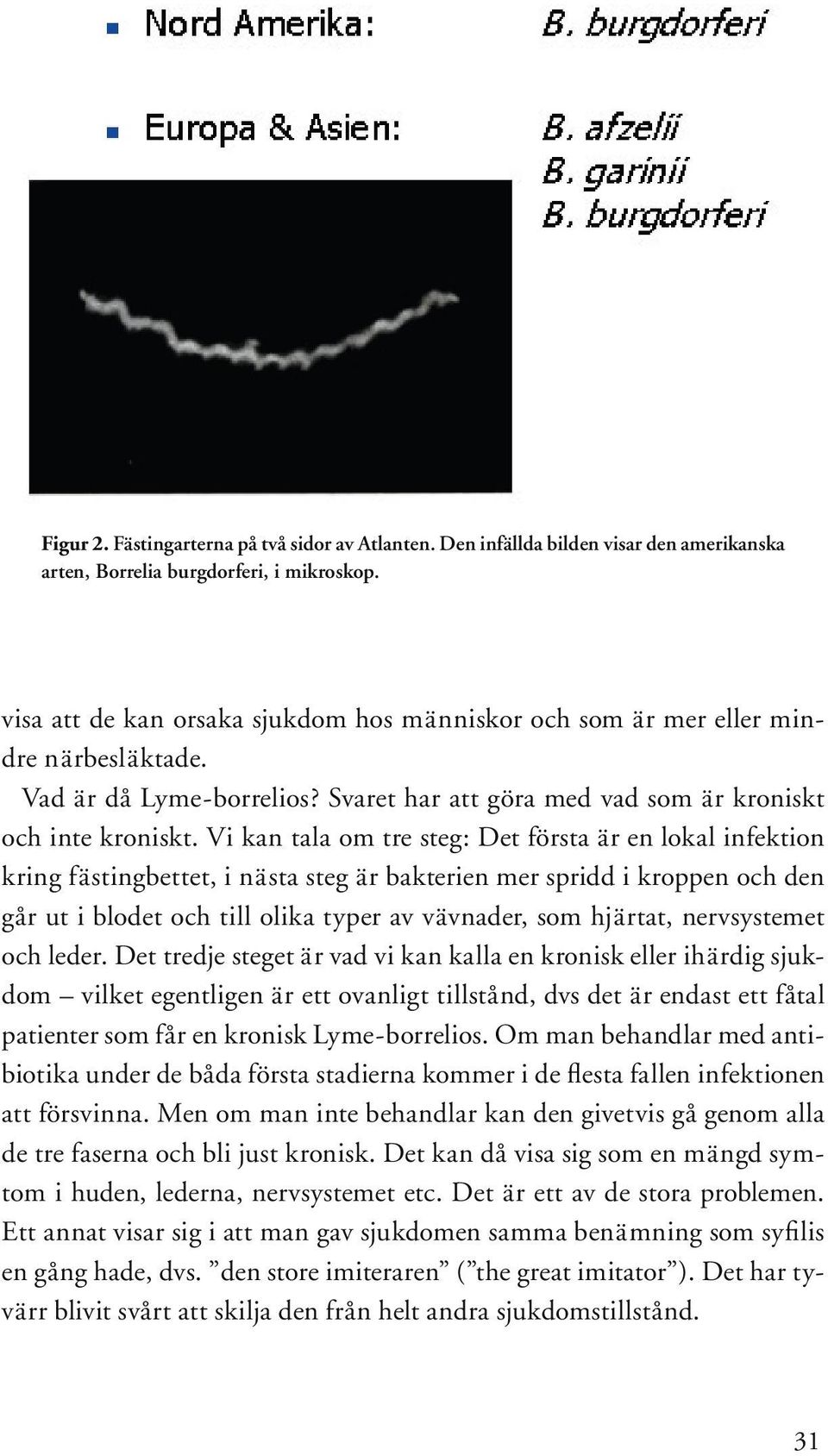 Vi kan tala om tre steg: Det första är en lokal infektion kring fästingbettet, i nästa steg är bakterien mer spridd i kroppen och den går ut i blodet och till olika typer av vävnader, som hjärtat,