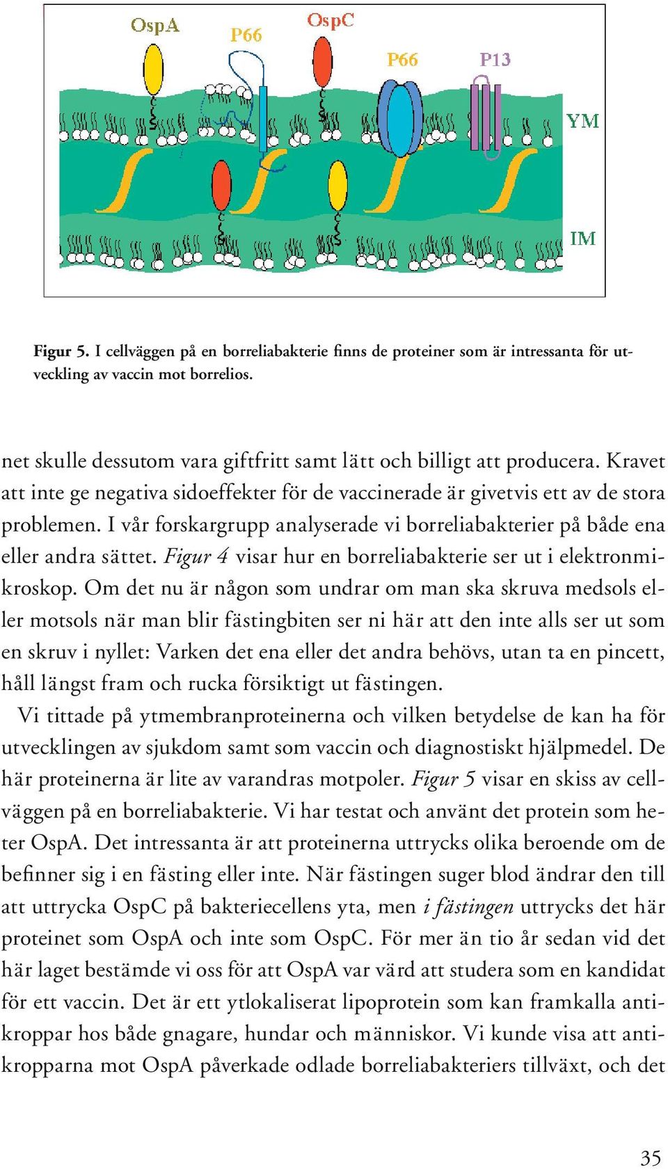 Figur 4 visar hur en borreliabakterie ser ut i elektronmikroskop.