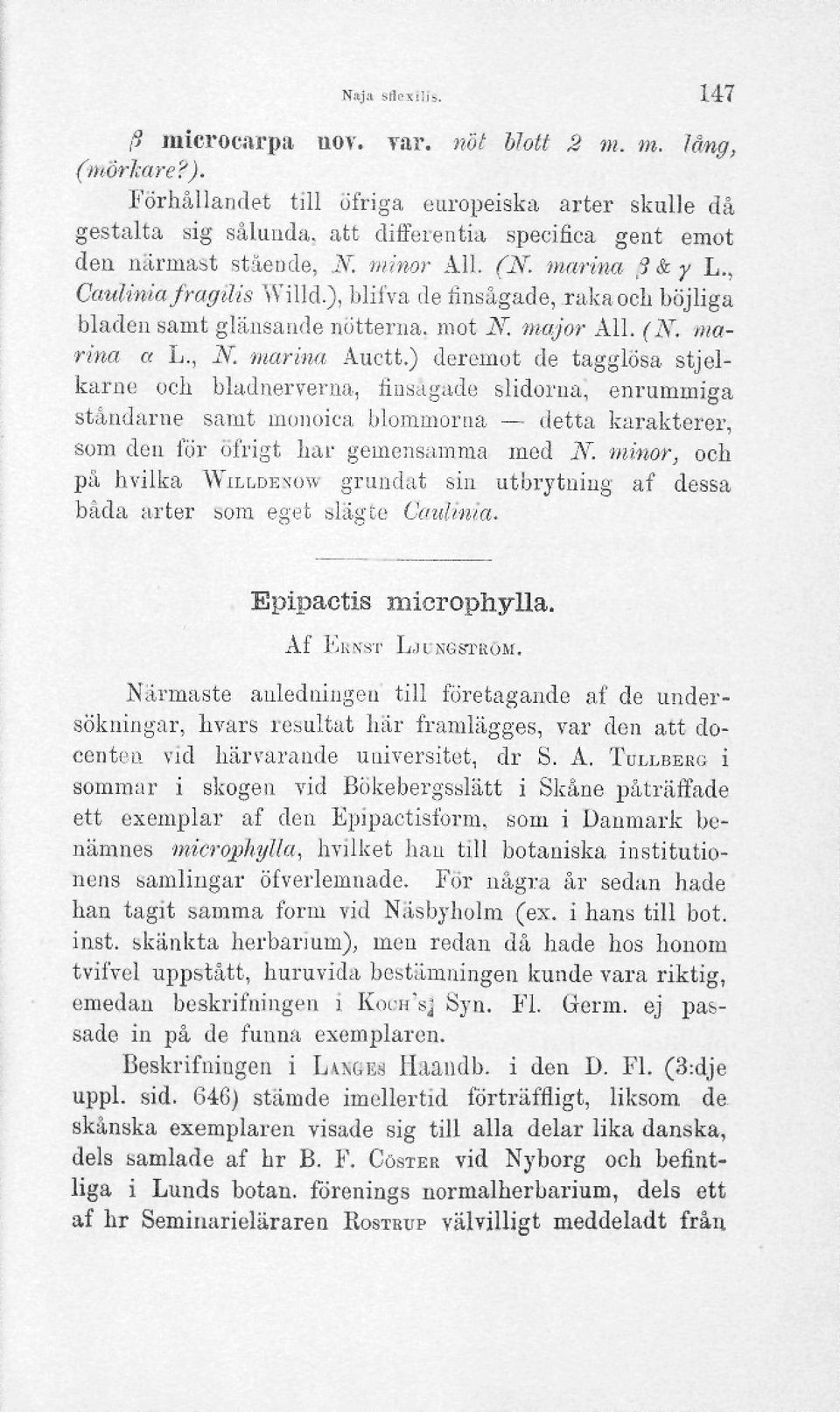 ), blifva de finsågade, rakaoch böjliga bladen samt glänsande nötterna, mot N. major All. (N. marina a L., N. marina Auctt.) deremot de tagglösa stjelkarne.