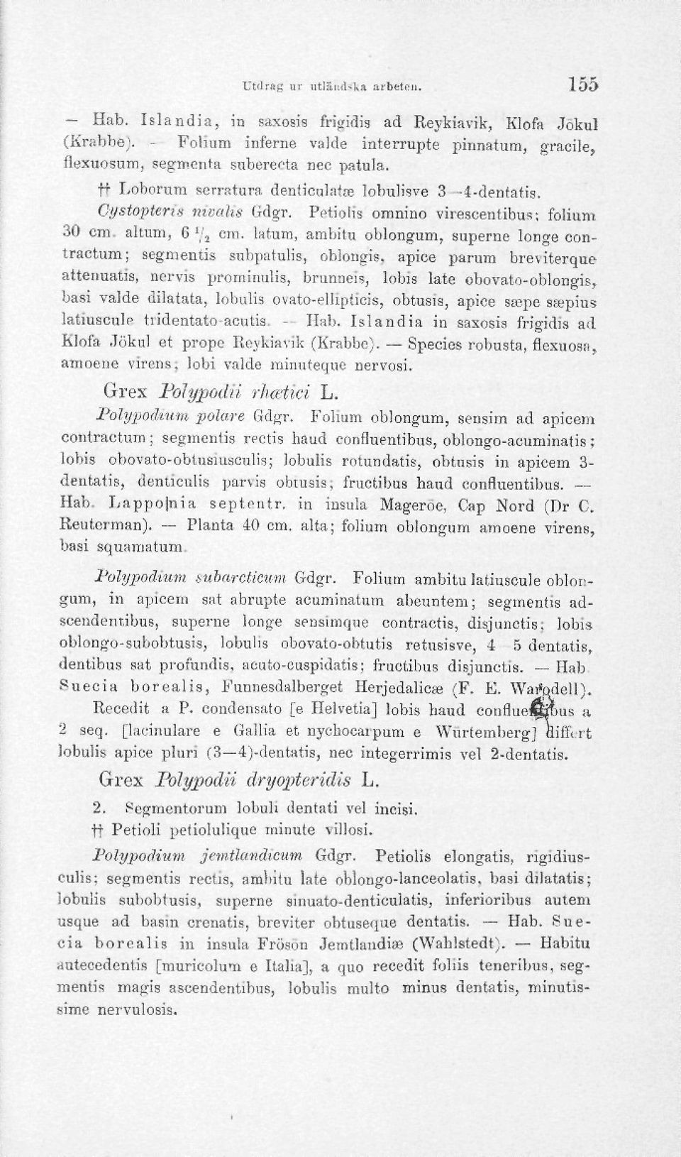 latum, amliitu oblongum, superne longe contractum; segmentis subpatulis, oblongis.
