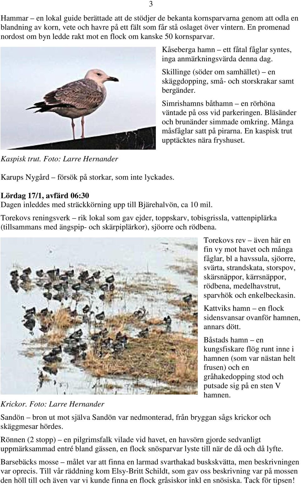 Lördag 17/1, avfärd 06:30 Dagen inleddes med sträckkörning upp till Bjärehalvön, ca 10 mil. Kåseberga hamn ett fåtal fåglar syntes, inga anmärkningsvärda denna dag.