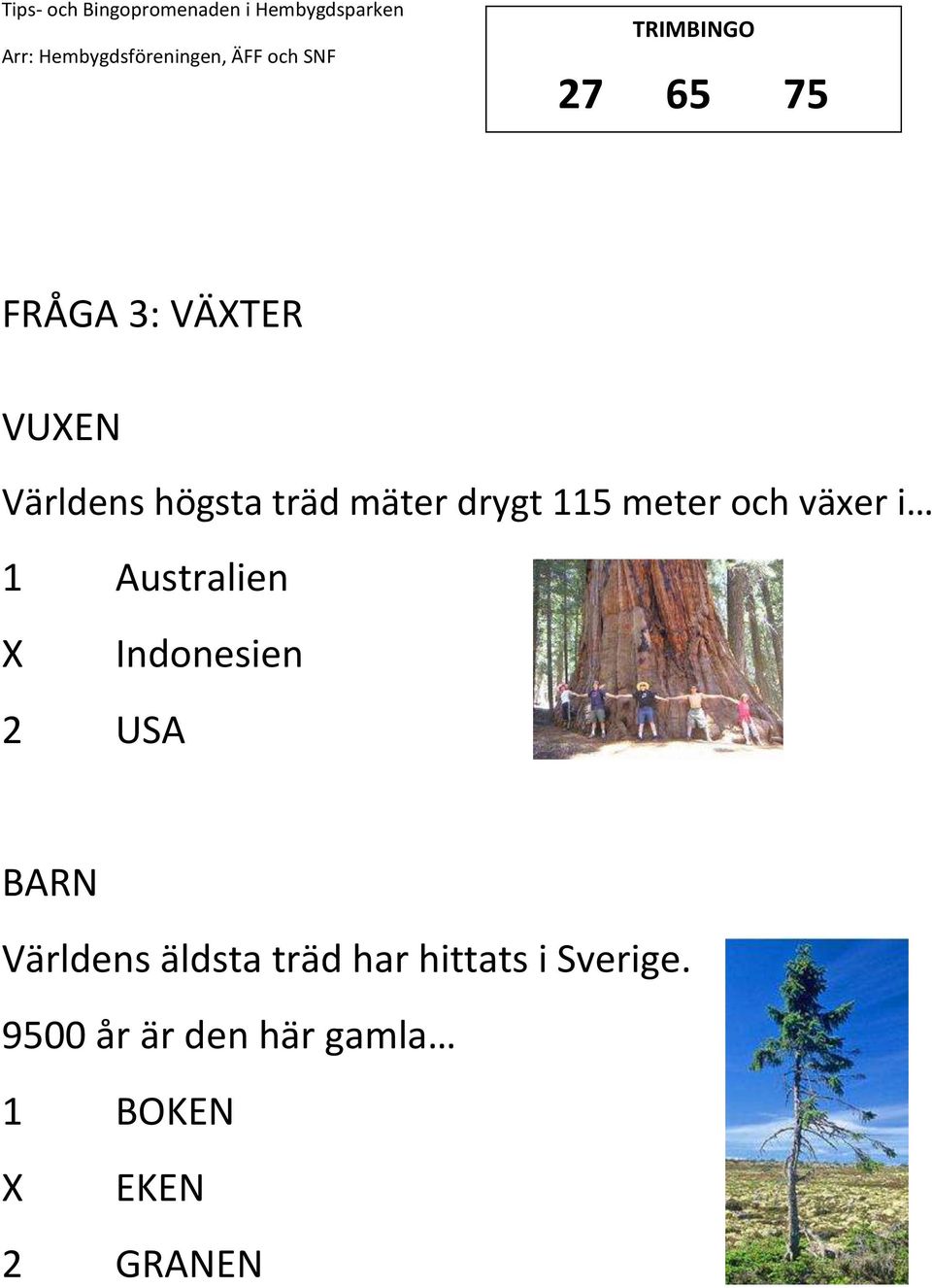 Indonesien 2 USA Världens äldsta träd har hittats