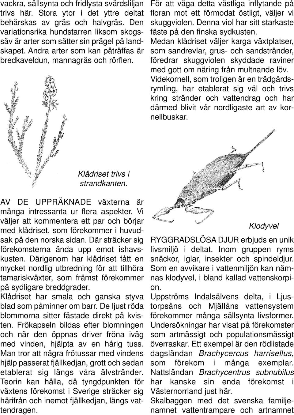 För att väga detta västliga inflytande på floran mot ett förmodat östligt, väljer vi skuggviolen. Denna viol har sitt starkaste fäste på den finska sydkusten.