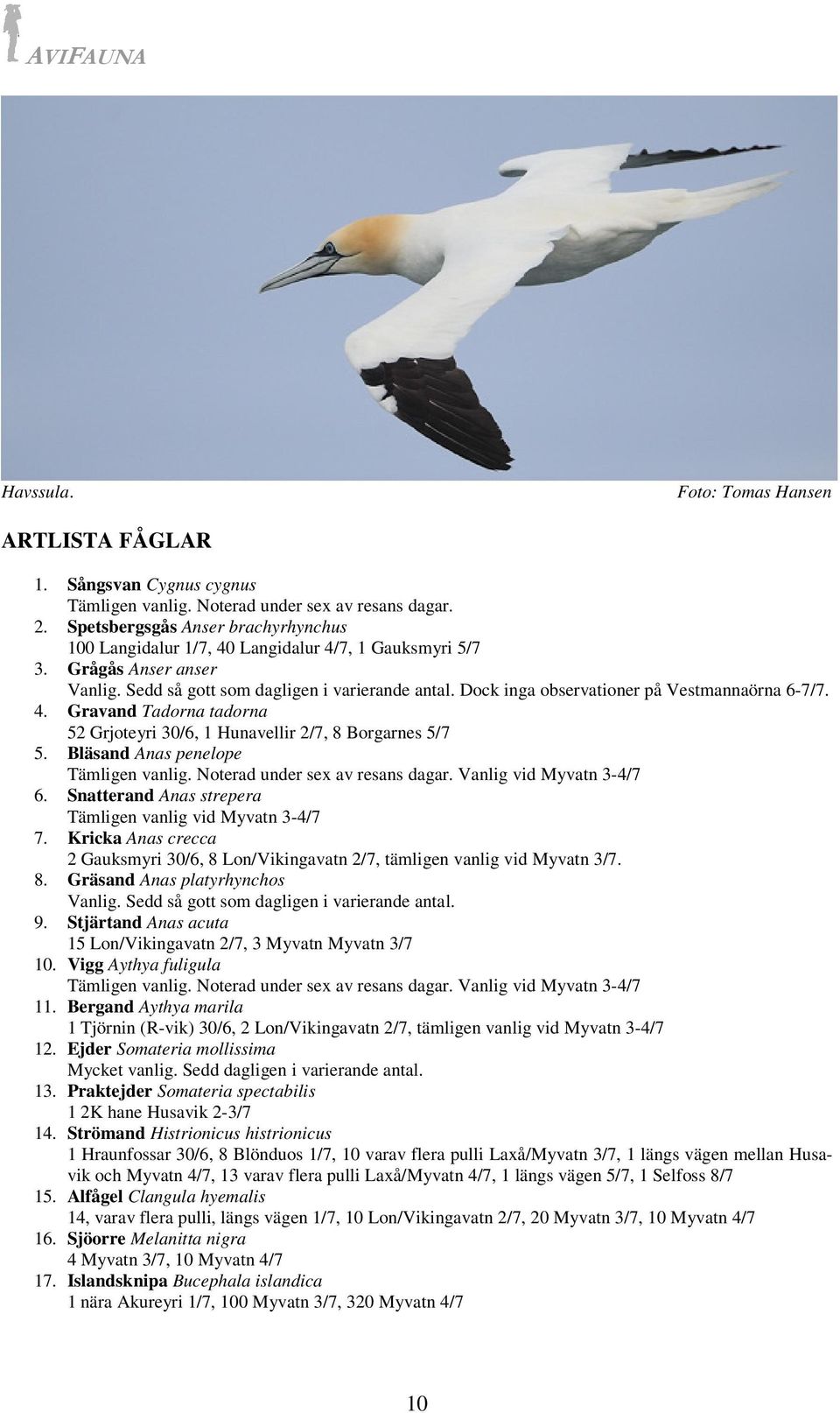 Gravand Tadorna tadorna 52 Grjoteyri 30/6, 1 Hunavellir 2/7, 8 Borgarnes 5/7 5. Bläsand Anas penelope Tämligen vanlig. Noterad under sex av resans dagar. Vanlig vid Myvatn 3-4/7 6.