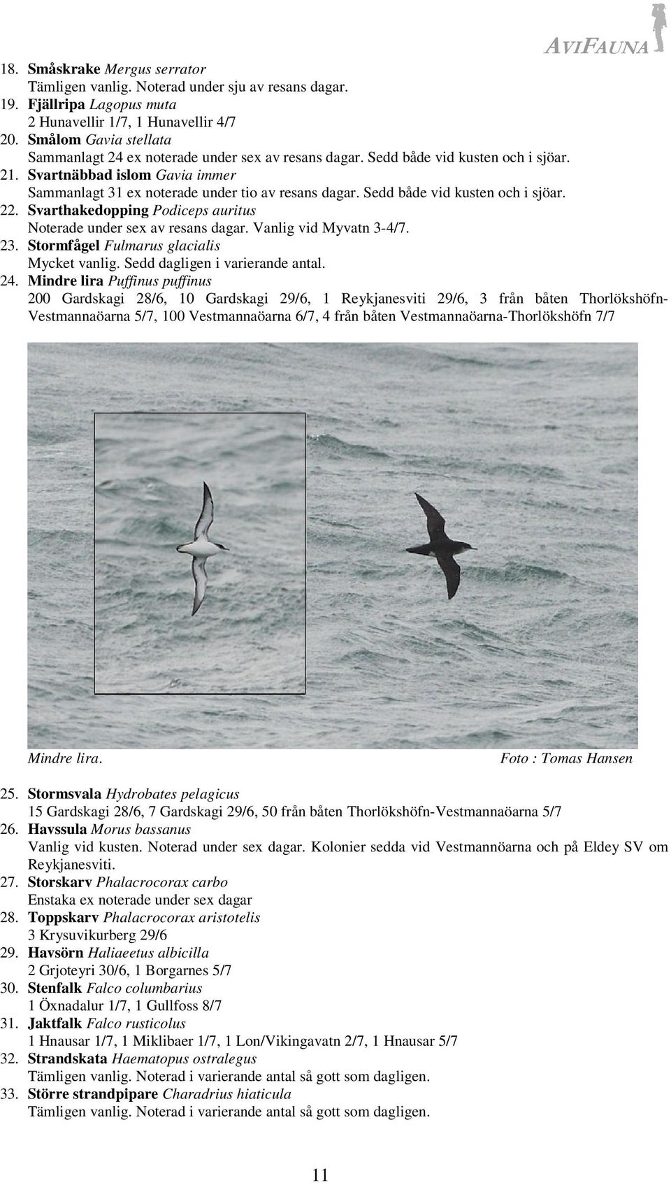 Sedd både vid kusten och i sjöar. 22. Svarthakedopping Podiceps auritus Noterade under sex av resans dagar. Vanlig vid Myvatn 3-4/7. 23. Stormfågel Fulmarus glacialis Mycket vanlig.