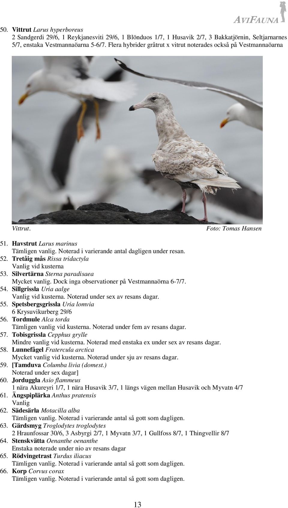 Tretåig mås Rissa tridactyla Vanlig vid kusterna 53. Silvertärna Sterna paradisaea Mycket vanlig. Dock inga observationer på Vestmannaörna 6-7/7. 54. Sillgrissla Uria aalge Vanlig vid kusterna.