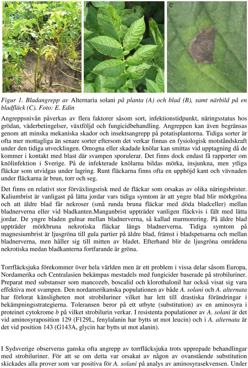 Angreppen kan även begränsas genom att minska mekaniska skador och insektsangrepp på potatisplantorna.