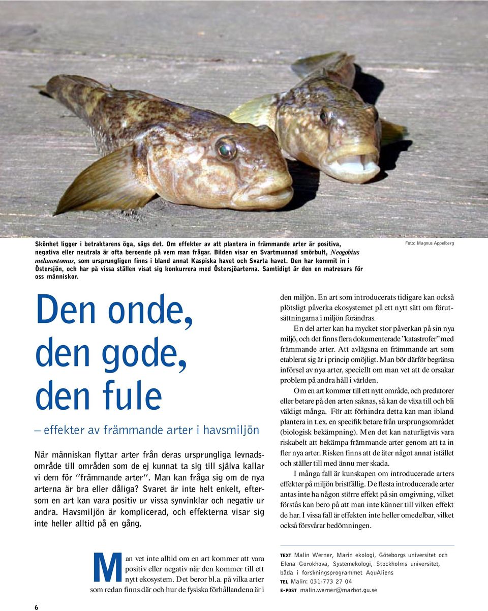 Den har kommit in i Östersjön, och har på vissa ställen visat sig konkurrera med Östersjöarterna. Samtidigt är den en matresurs för oss människor.