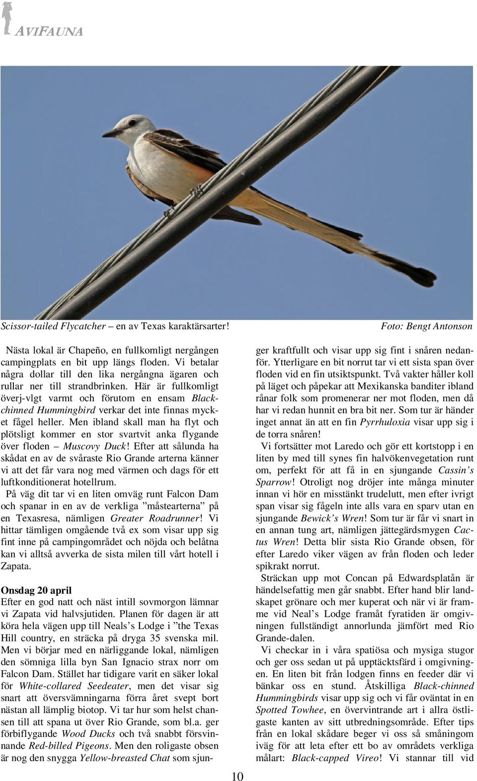 Här är fullkomligt överj-vlgt varmt och förutom en ensam Blackchinned Hummingbird verkar det inte finnas mycket fågel heller.
