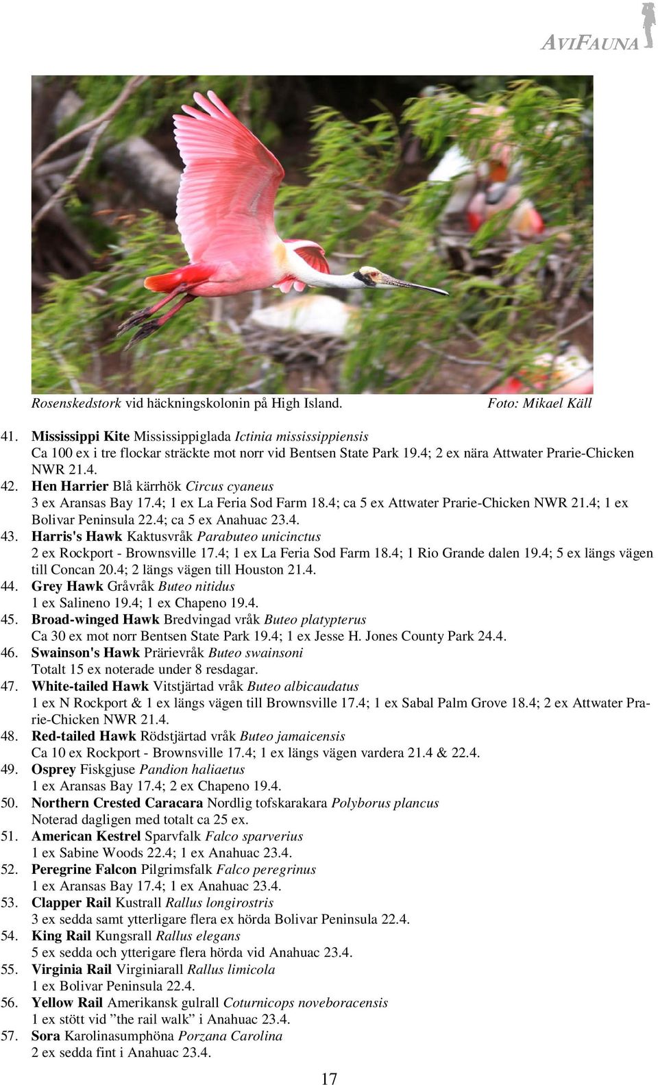 Hen Harrier Blå kärrhök Circus cyaneus 3 ex Aransas Bay 17.4; 1 ex La Feria Sod Farm 18.4; ca 5 ex Attwater Prarie-Chicken NWR 21.4; 1 ex Bolivar Peninsula 22.4; ca 5 ex Anahuac 23.4. 43.