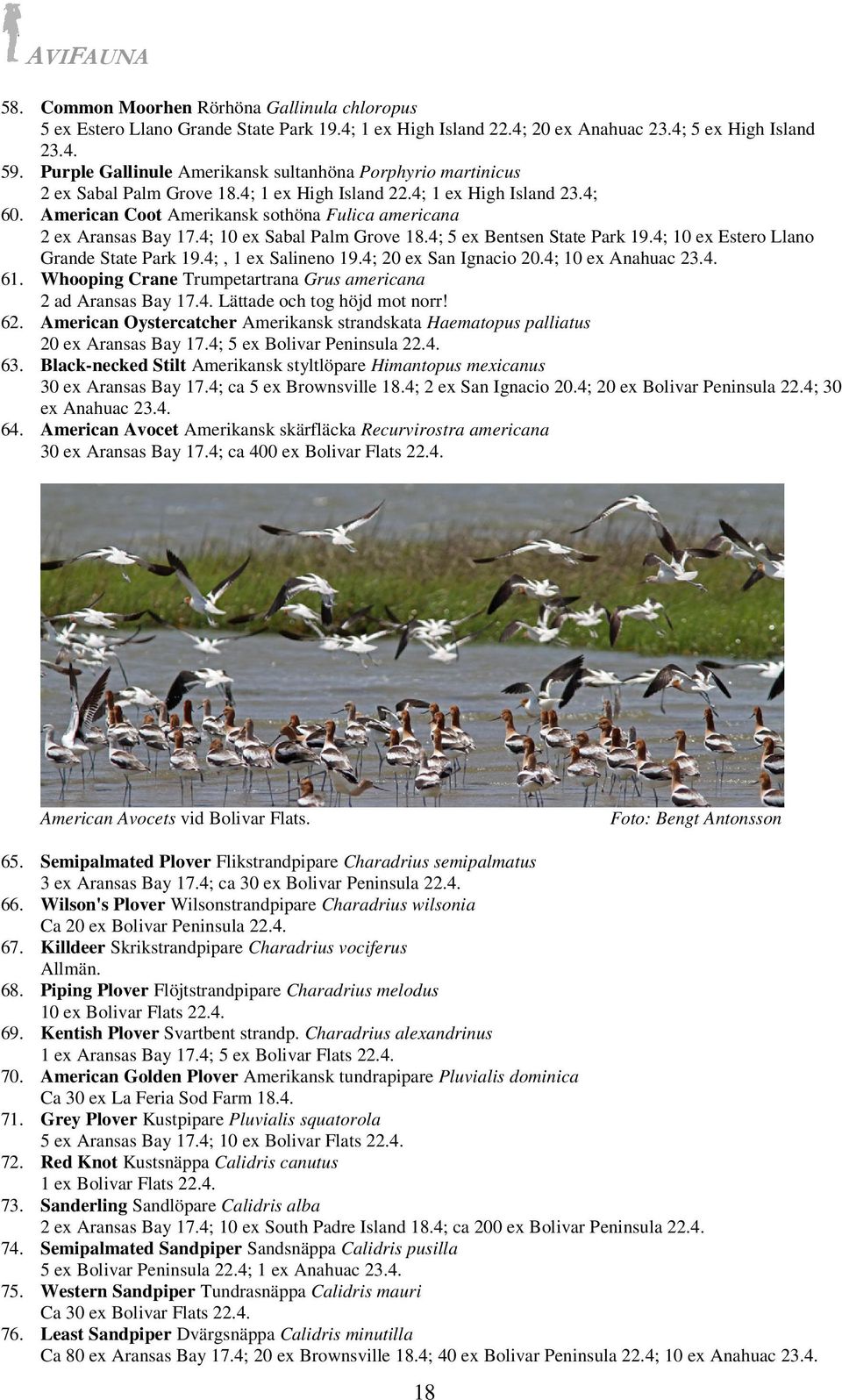 American Coot Amerikansk sothöna Fulica americana 2 ex Aransas Bay 17.4; 10 ex Sabal Palm Grove 18.4; 5 ex Bentsen State Park 19.4; 10 ex Estero Llano Grande State Park 19.4;, 1 ex Salineno 19.
