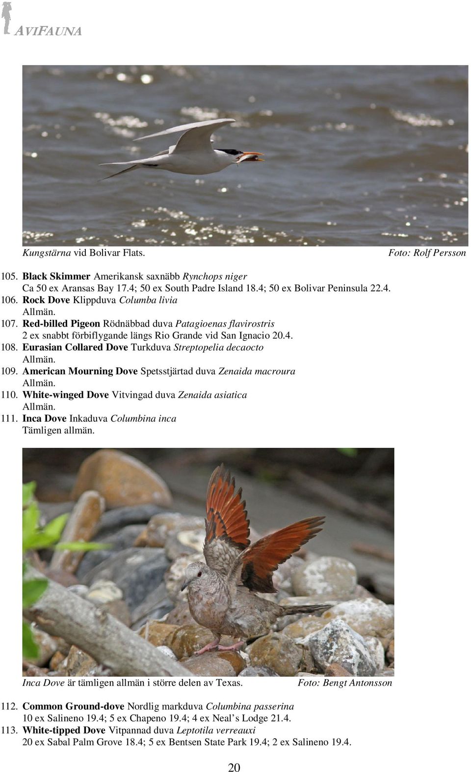 Eurasian Collared Dove Turkduva Streptopelia decaocto 109. American Mourning Dove Spetsstjärtad duva Zenaida macroura 110. White-winged Dove Vitvingad duva Zenaida asiatica 111.