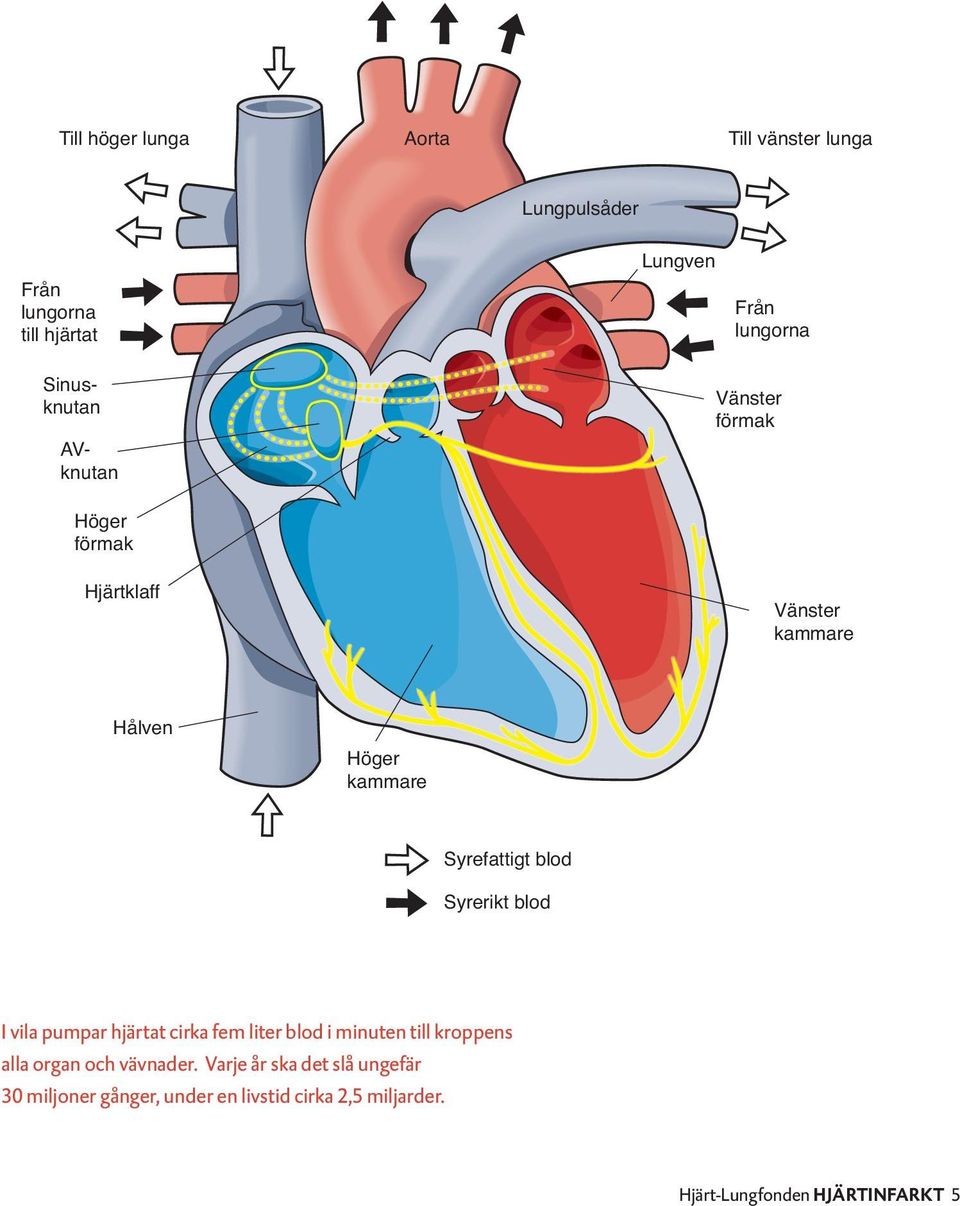 blod Syrerikt blod I vila pumpar hjärtat cirka fem liter blod i minuten till kroppens alla organ och vävnader.