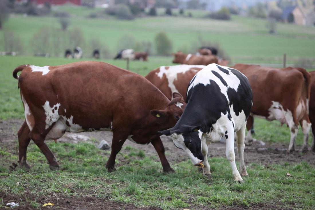 Foto: Lisbeth Karlsson Naturligt beteende definieras 2 kap 2 Djur ska hållas och skötas på ett sådant sätt att de ges möjlighet att utföra sådana naturliga beteenden som djuren är starkt motiverade