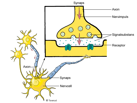 Kemisk kommunikation mellan två nervceller kemiska