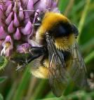 Stor biologisk mångfald i och längs Klarälven Hög biodiversitet längs Klarälven - Många arter (t ex ca 1000 skalbaggsarter) - Många rödlistade och lokalt förekommande arter Silverlöpare (NT) -