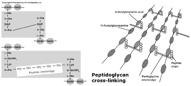 Substanser som : Klassificering av antimikrobiella läkemedel baserad på kemisk struktur och verkningsmekanism 1. Inhiberar syntesen av bakteriens cellvägg: penicillin, cefalosporin m.m. (strukturellt lika betalaktamring) cykloserin, bacitracin, vancomycin (strukturellt olika) 2.