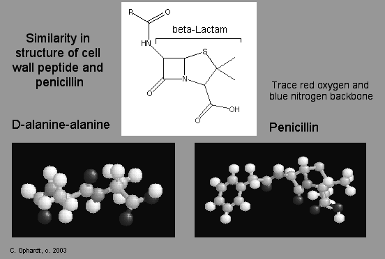 cytoplasma INHIBITORER AV CELLVÄGGSSYNTES UDP UDP L-alanin D-glutamat L-lysin D-alanin glycin plasmamembran P P C 55 lipid