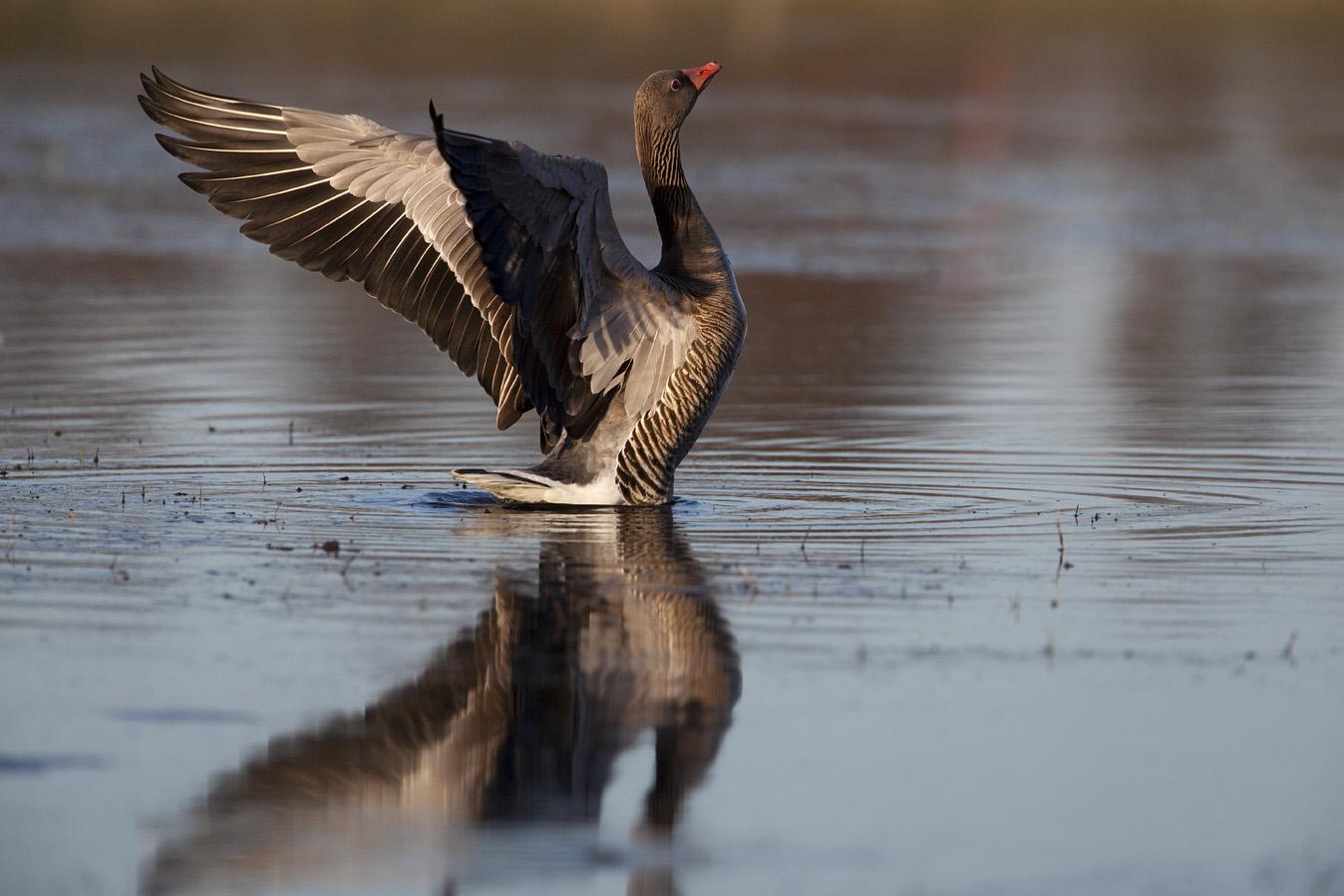 Flyginventering av grågås i Hammarsjön och Araslövssjön samt delar av Oppmannasjön och