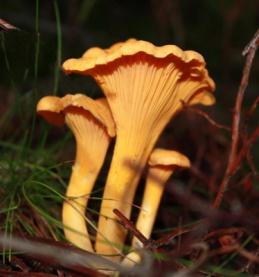 Alla intresserade är varmt välkomna! Välkommen till Härja Hembygdsgård! Härja Hembygdsförening Kontakt Peter Nilsson tel 0502-211 11 Härja Velinga Cirkeln om Velinga börjar igen!