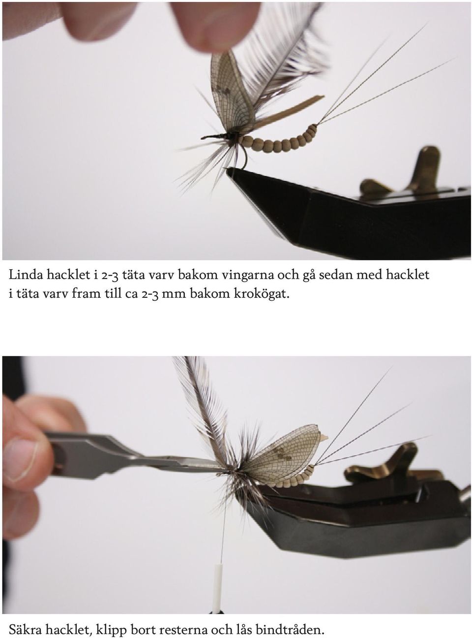 varv fram till ca 2-3 mm bakom krokögat.