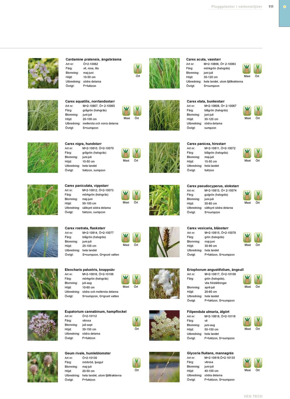 nigra, hundstarr Carex panicea, hirsstarr M=2-10810, Ö=2-10070 grågrön (halvgräs) fuktzon, sumpzon M=2-10811, Ö=2-10072 blågrön (halvgräs) Blomning: maj-juli 15-50 cm fuktzon Carex paniculata,