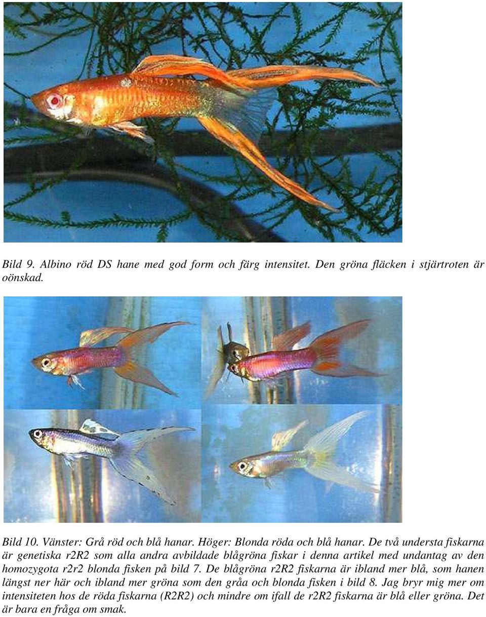 De två understa fiskarna är genetiska r2r2 som alla andra avbildade blågröna fiskar i denna artikel med undantag av den homozygota r2r2 blonda fisken på