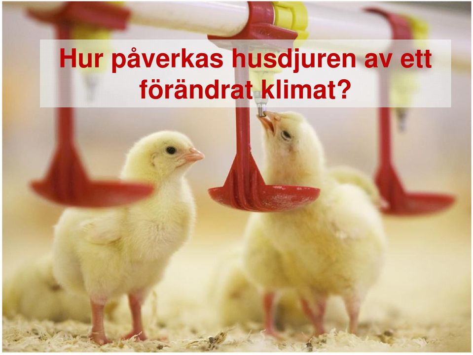 husdjuren