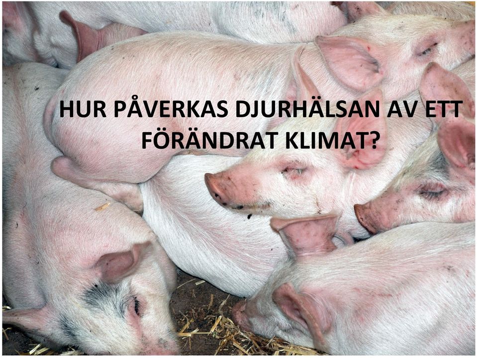 DJURHÄLSAN
