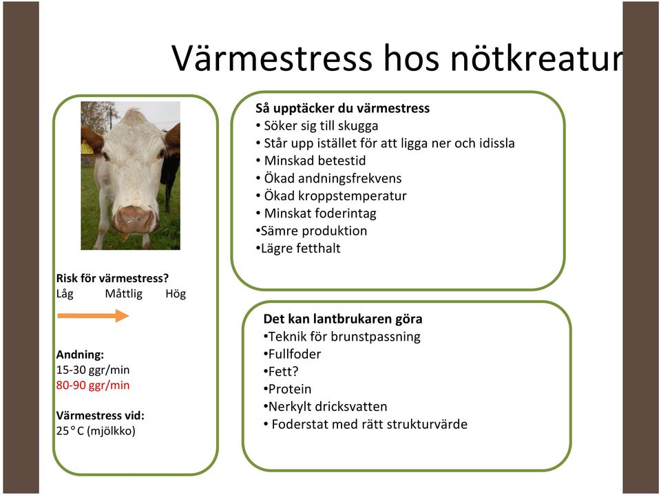 Minskad betestid Ökad andningsfrekvens Ökad kroppstemperatur Minskat foderintag Sämre produktion Lägre fetthalt