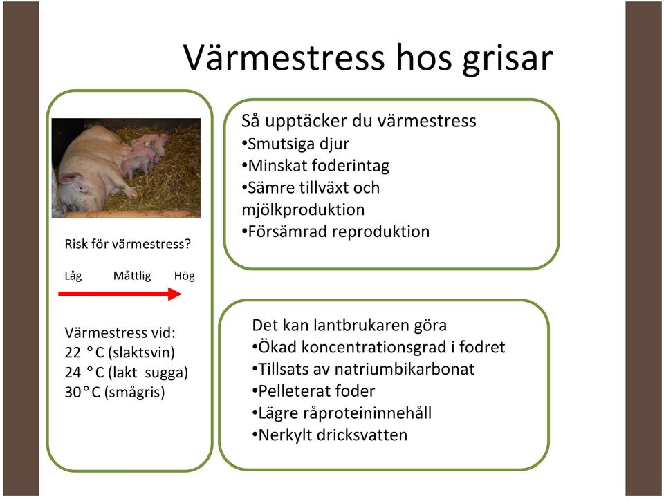 Försämrad reproduktion Låg Måttlig Hög Värmestress vid: 22 C (slaktsvin) 24 C (lakt sugga) 30 C