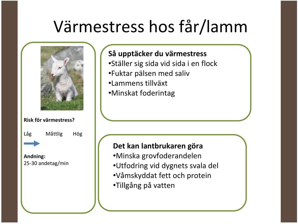 värmestress?