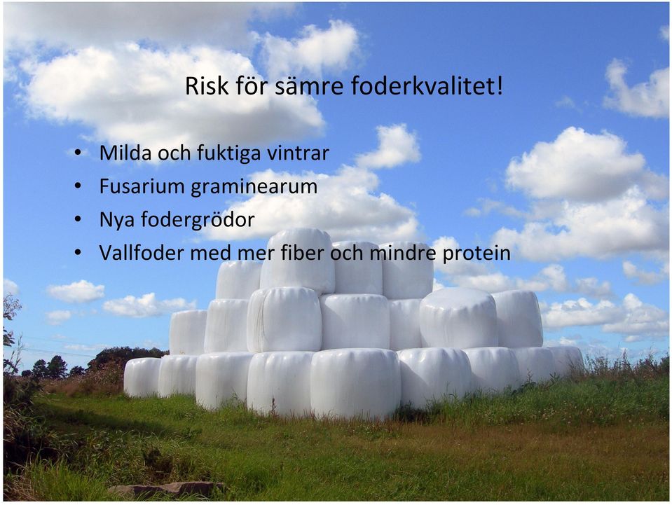 Fusarium graminearum Nya
