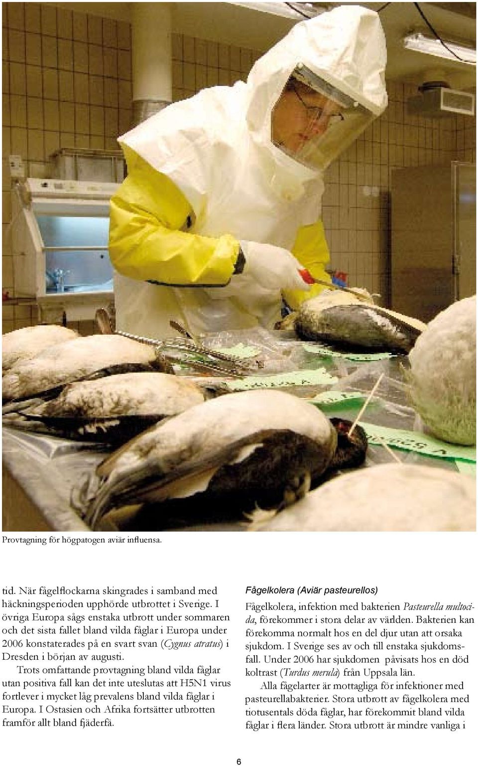 Trots omfattande provtagning bland vilda fåglar utan positiva fall kan det inte uteslutas att H5N1 virus fortlever i mycket låg prevalens bland vilda fåglar i Europa.