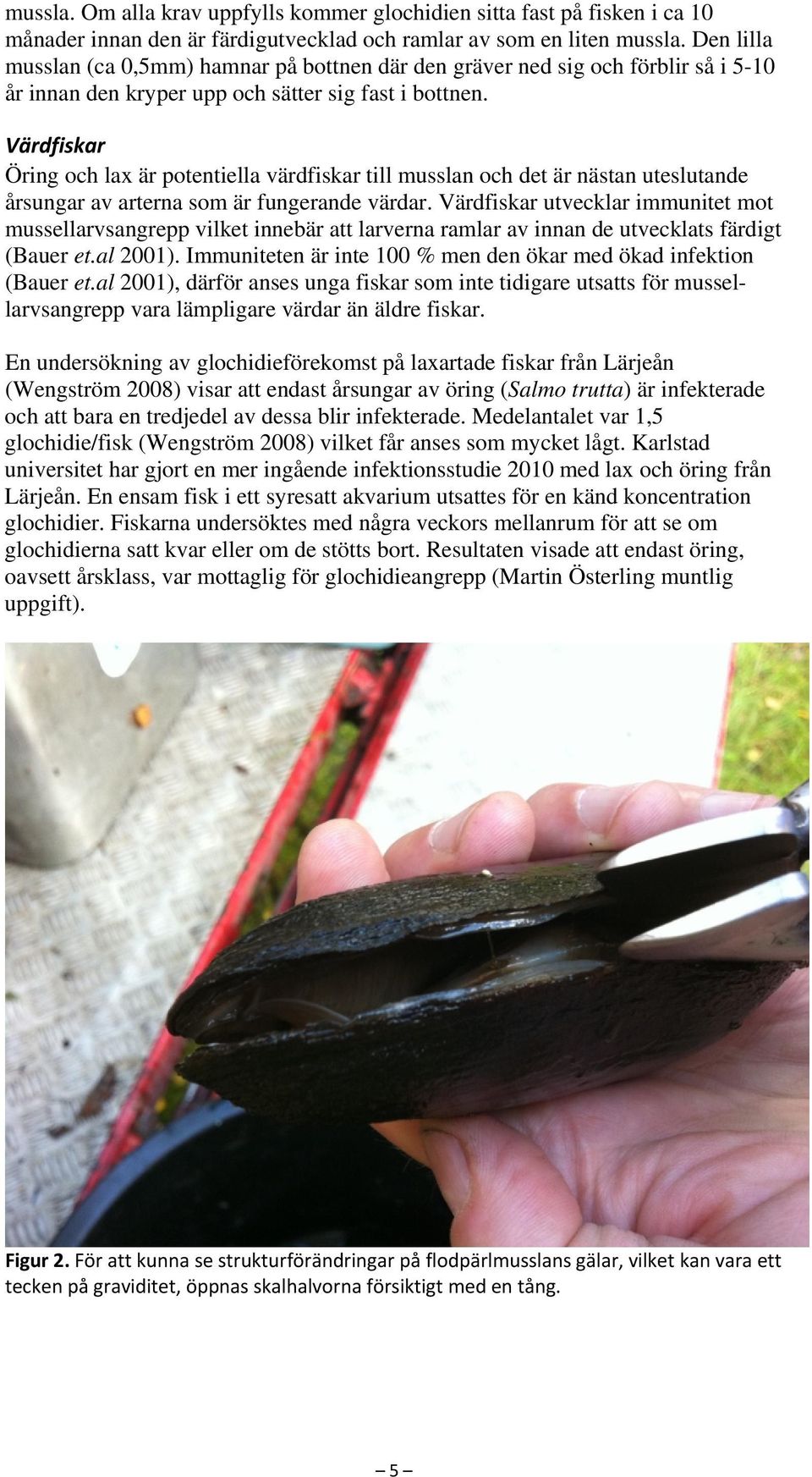 Värdfiskar Öring och lax är potentiella värdfiskar till musslan och det är nästan uteslutande årsungar av arterna som är fungerande värdar.