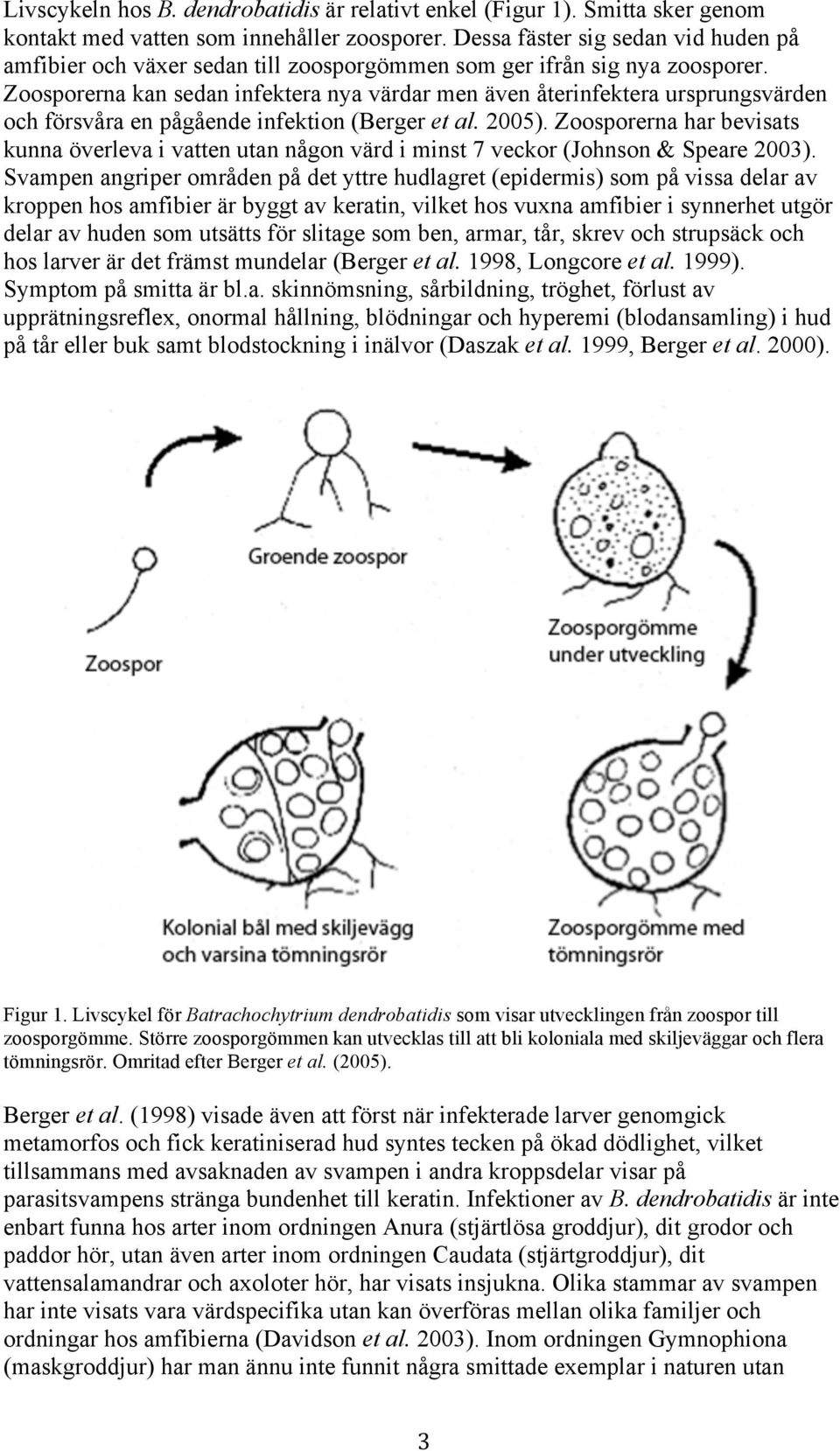 Zoosporerna kan sedan infektera nya värdar men även återinfektera ursprungsvärden och försvåra en pågående infektion (Berger et al. 2005).