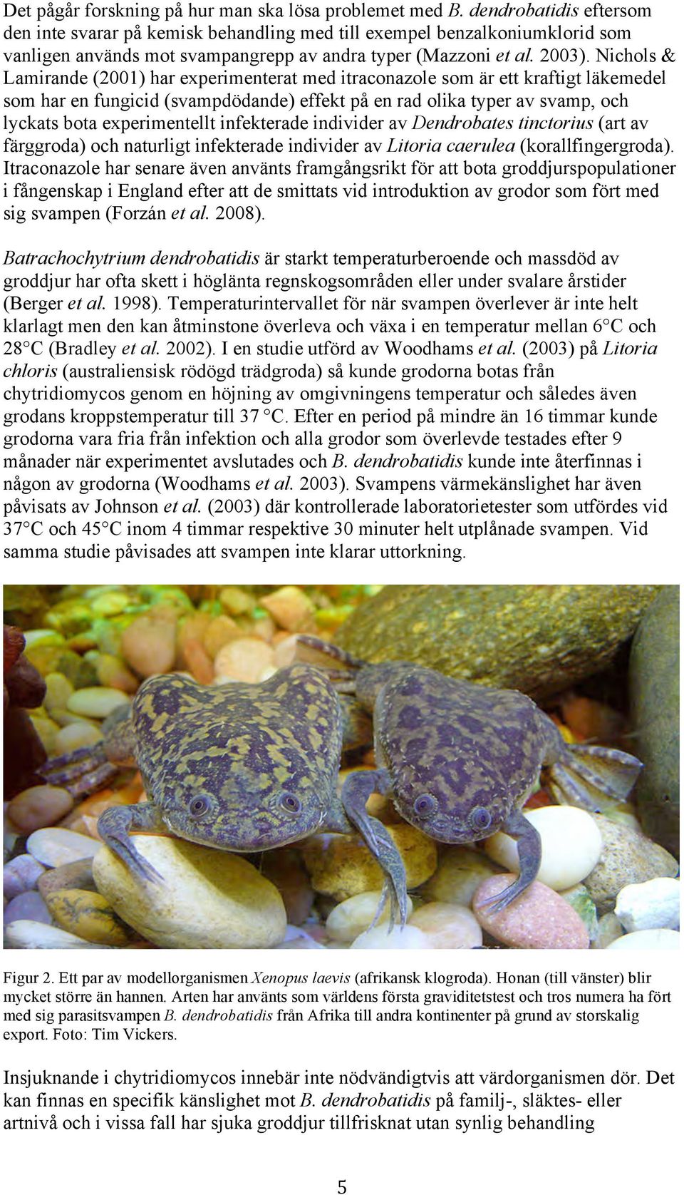 Nichols & Lamirande (2001) har experimenterat med itraconazole som är ett kraftigt läkemedel som har en fungicid (svampdödande) effekt på en rad olika typer av svamp, och lyckats bota experimentellt